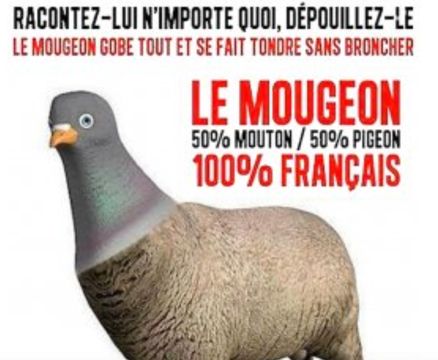 pigeon.PNG.fe9589a496b1e2a92dc8cde9328875c2.PNG