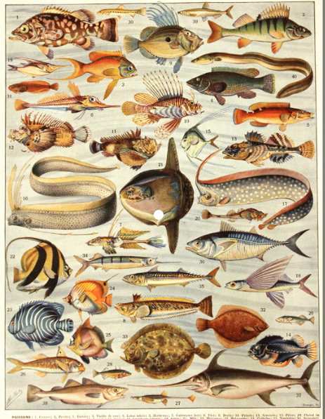 poissonssss.PNG.ddee22b8446e0bd9521b2093524ef407.PNG