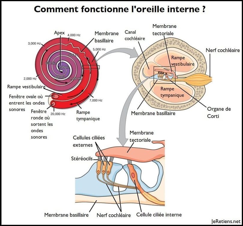 Schma_Oreille_Interne_Organe_Corti.thumb.jpg.6236d32acac1e540db1a88b9d8b77de8.jpg