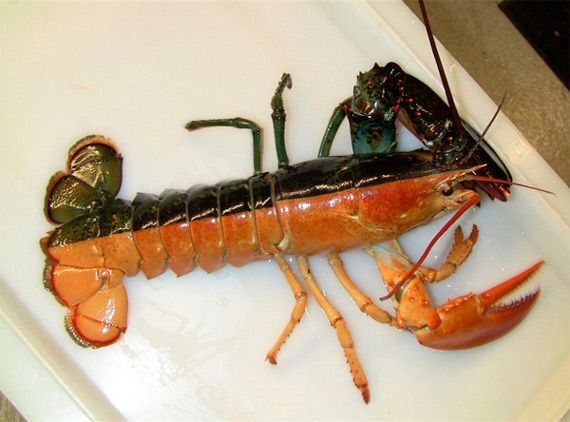 c7813-split_lobster.jpg.d0dcfb0674a5a637349ac3a8d20d63af.jpg