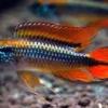 Apistogramma