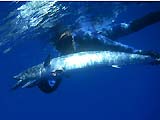 wahoo chasse-sous-marine.com