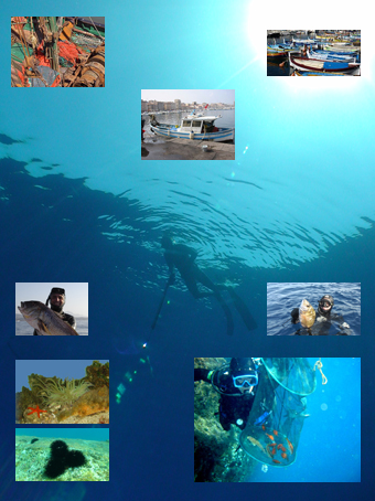Etude de la chasse sous-marine et suivi d'espèces - Marepolis